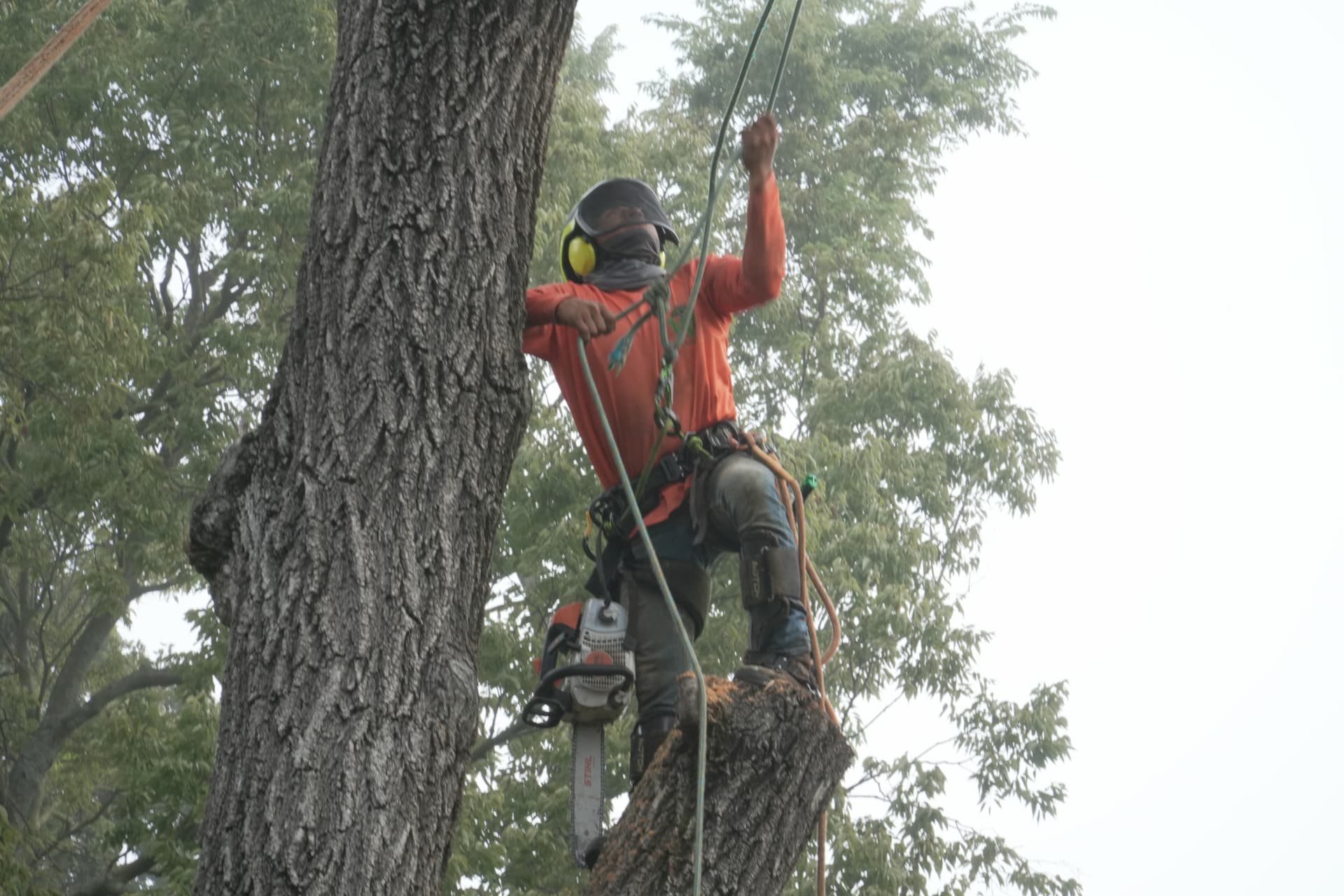 Wilmer's climber rigged with ropes and a chainsaw taking down a large tree