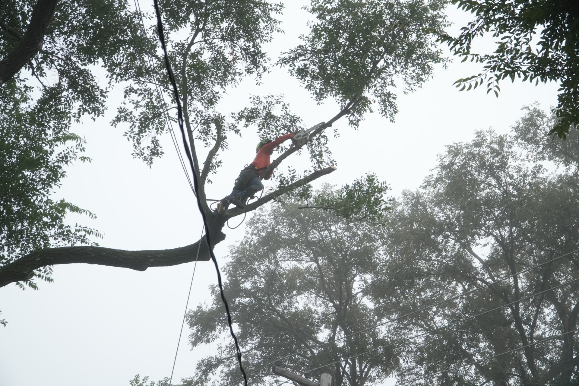Wilmer's arborist cutting limbs high in a tree canopy